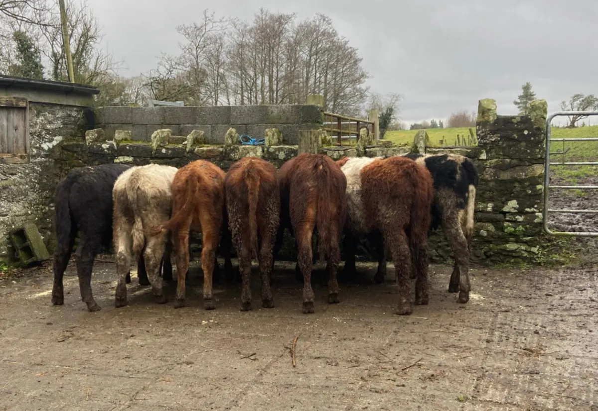 7 continental bull weanlings - Image 3