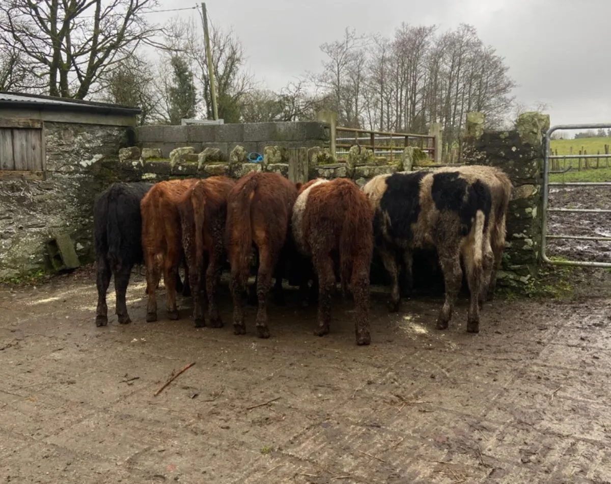 7 continental bull weanlings - Image 4