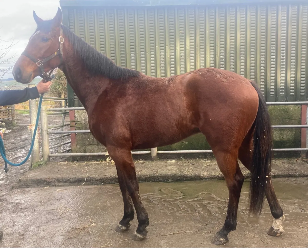 Wings of Eagles Gelding - Image 1