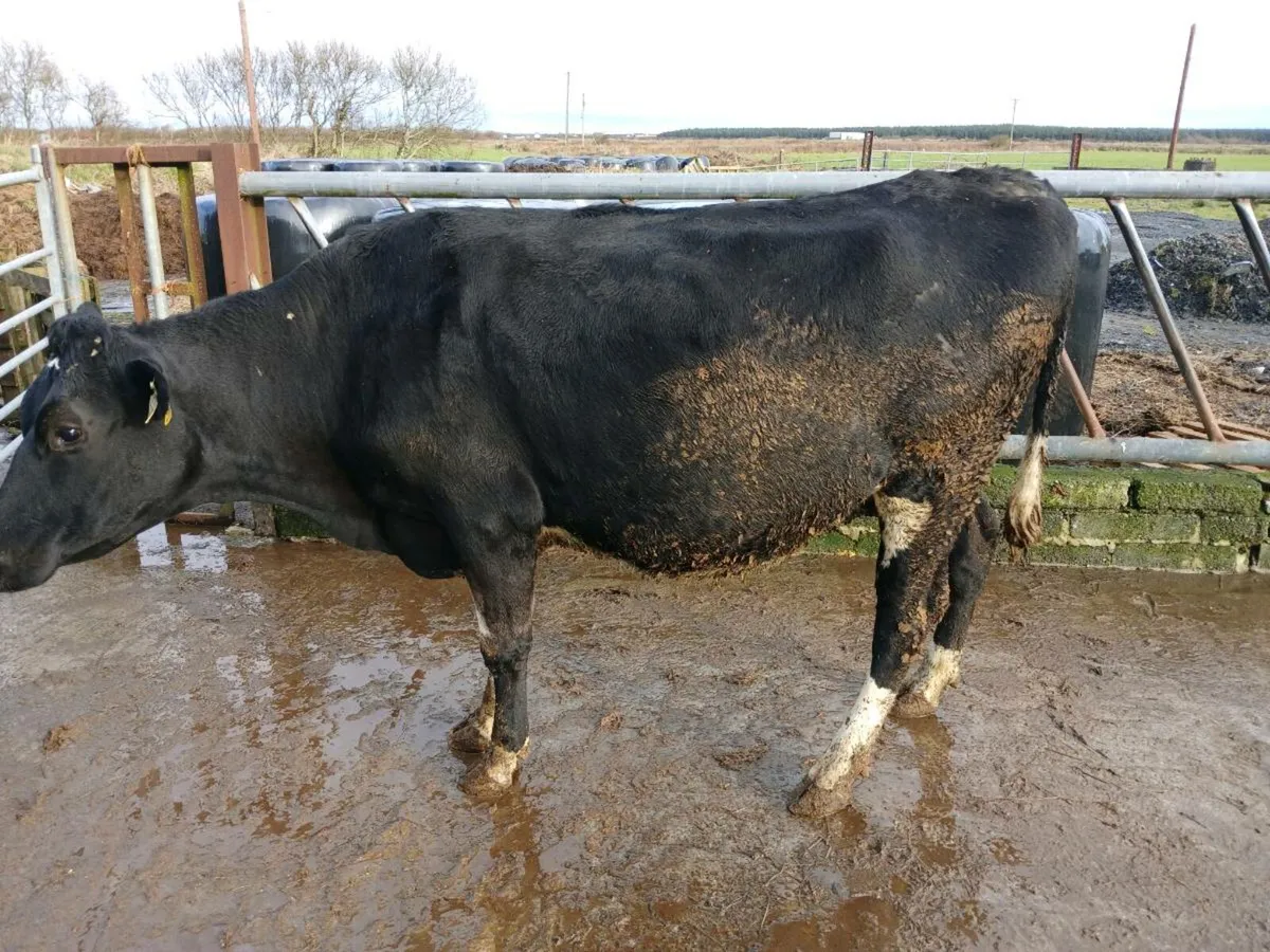 Cow - Image 1