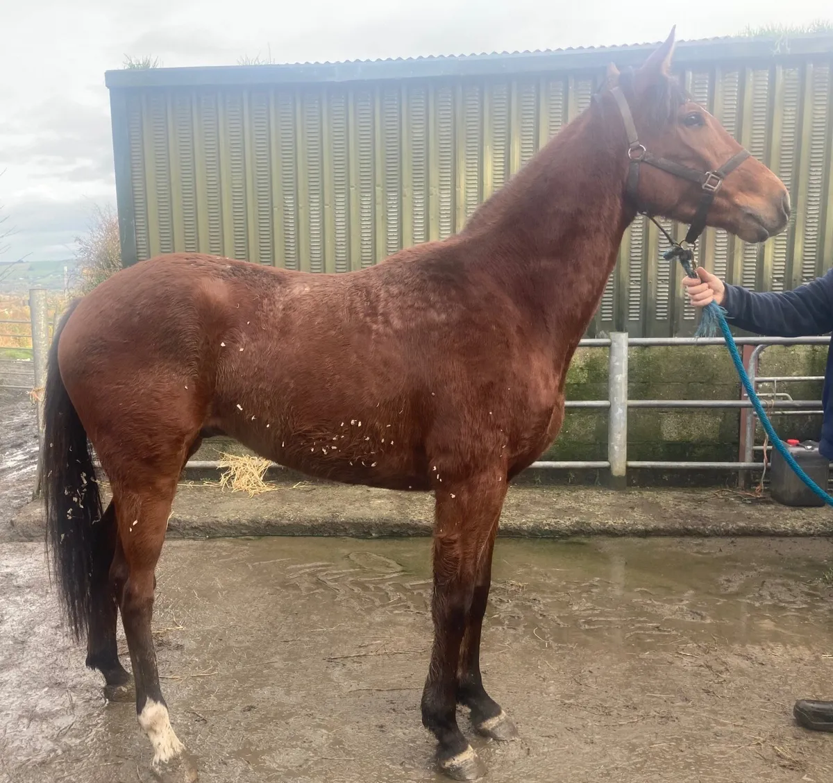 Wings of Eagles Gelding - Image 3