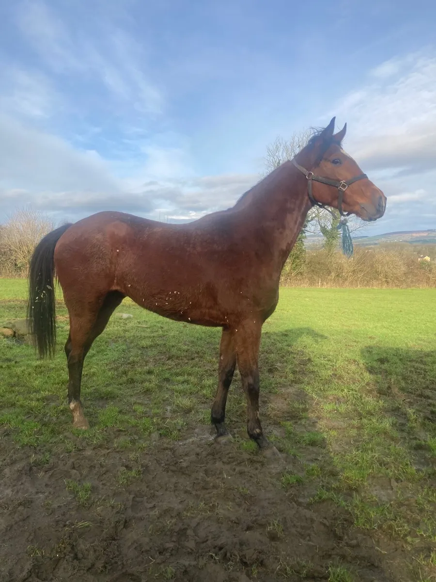 Wings of Eagles Gelding - Image 4