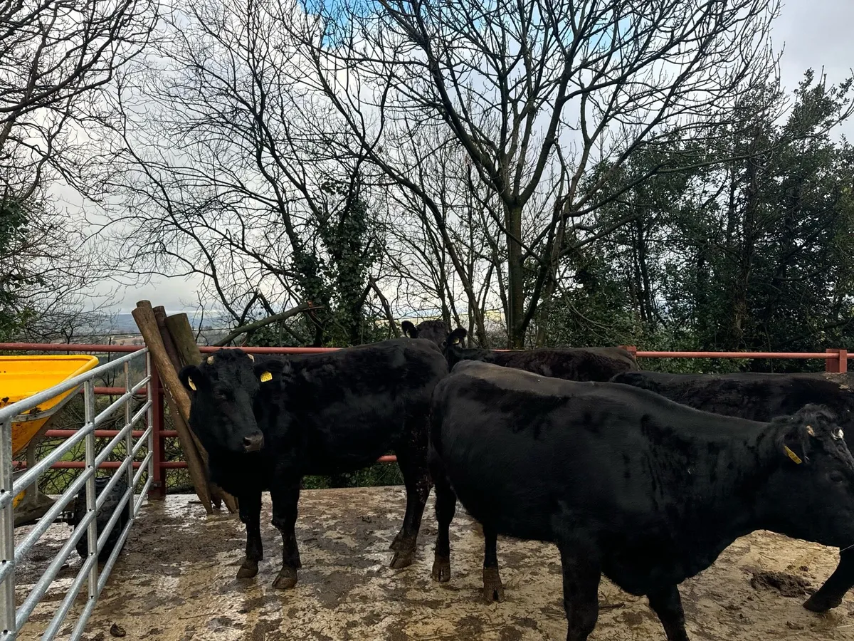 In-calf Heifers - Image 1