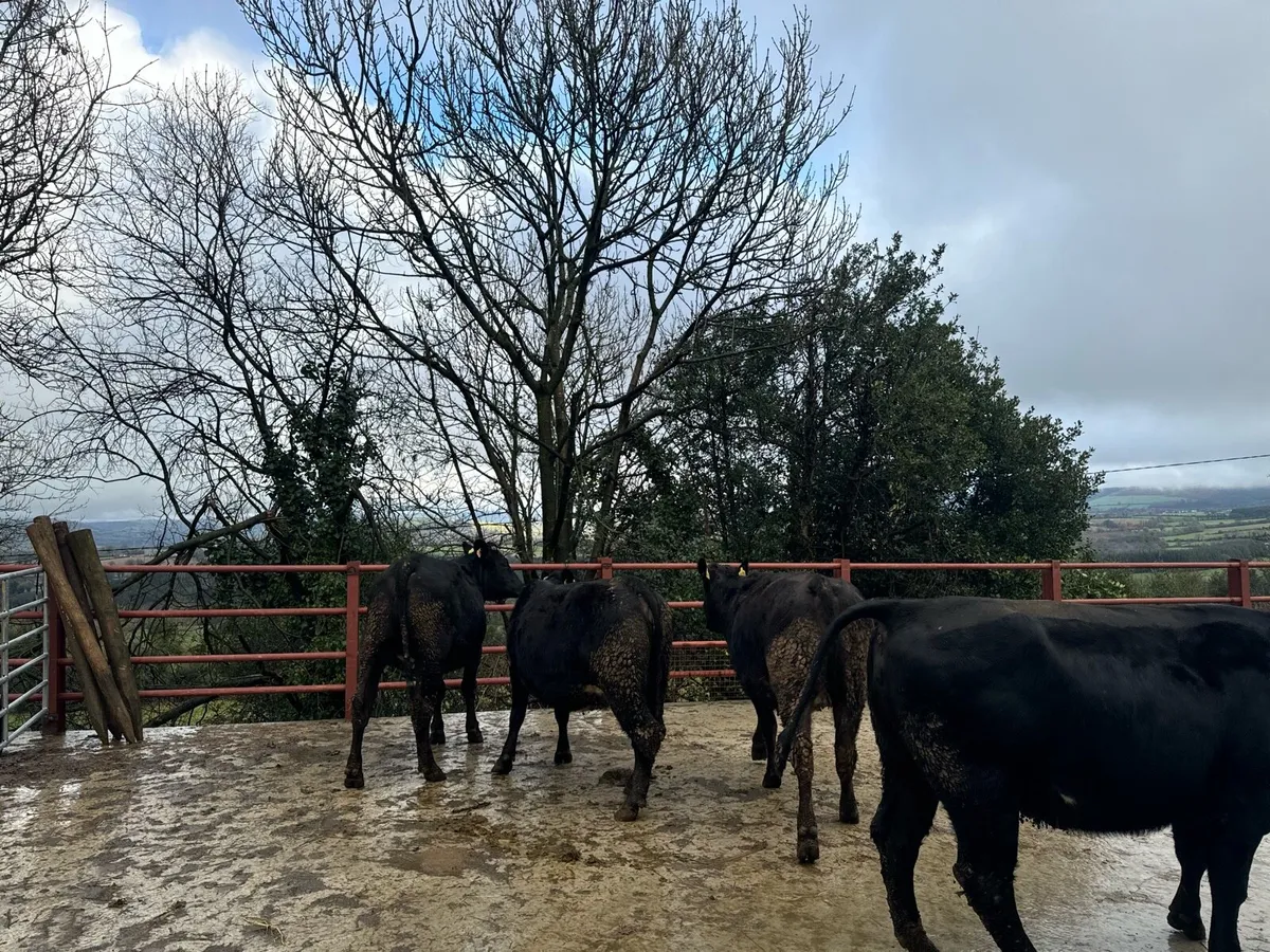In-calf Heifers - Image 2