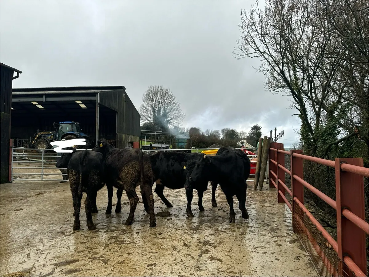 In-calf Heifers - Image 3