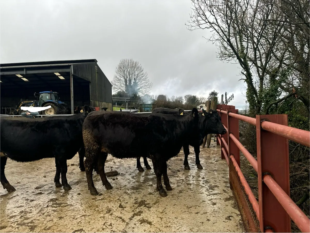 In-calf Heifers - Image 4