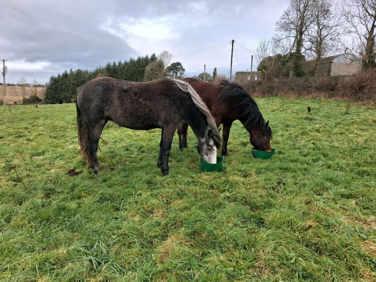 Class 1 connemara fillys - Image 2