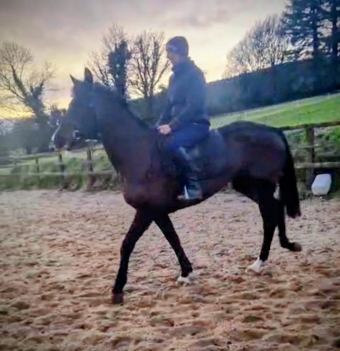 Riding Horse - Image 1