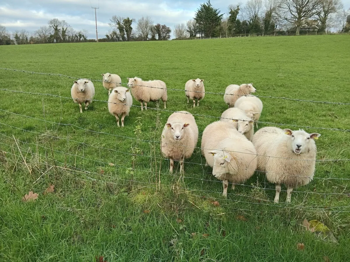 Belclare ewe lambs
