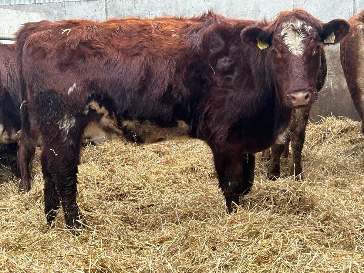5 star ⭐⭐️⭐️⭐️⭐️ incalf shorthorn heifer - Image 4