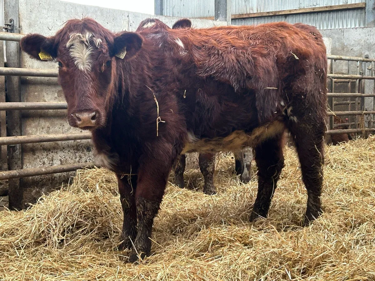 5 star ⭐⭐️⭐️⭐️⭐️ incalf shorthorn heifer - Image 2