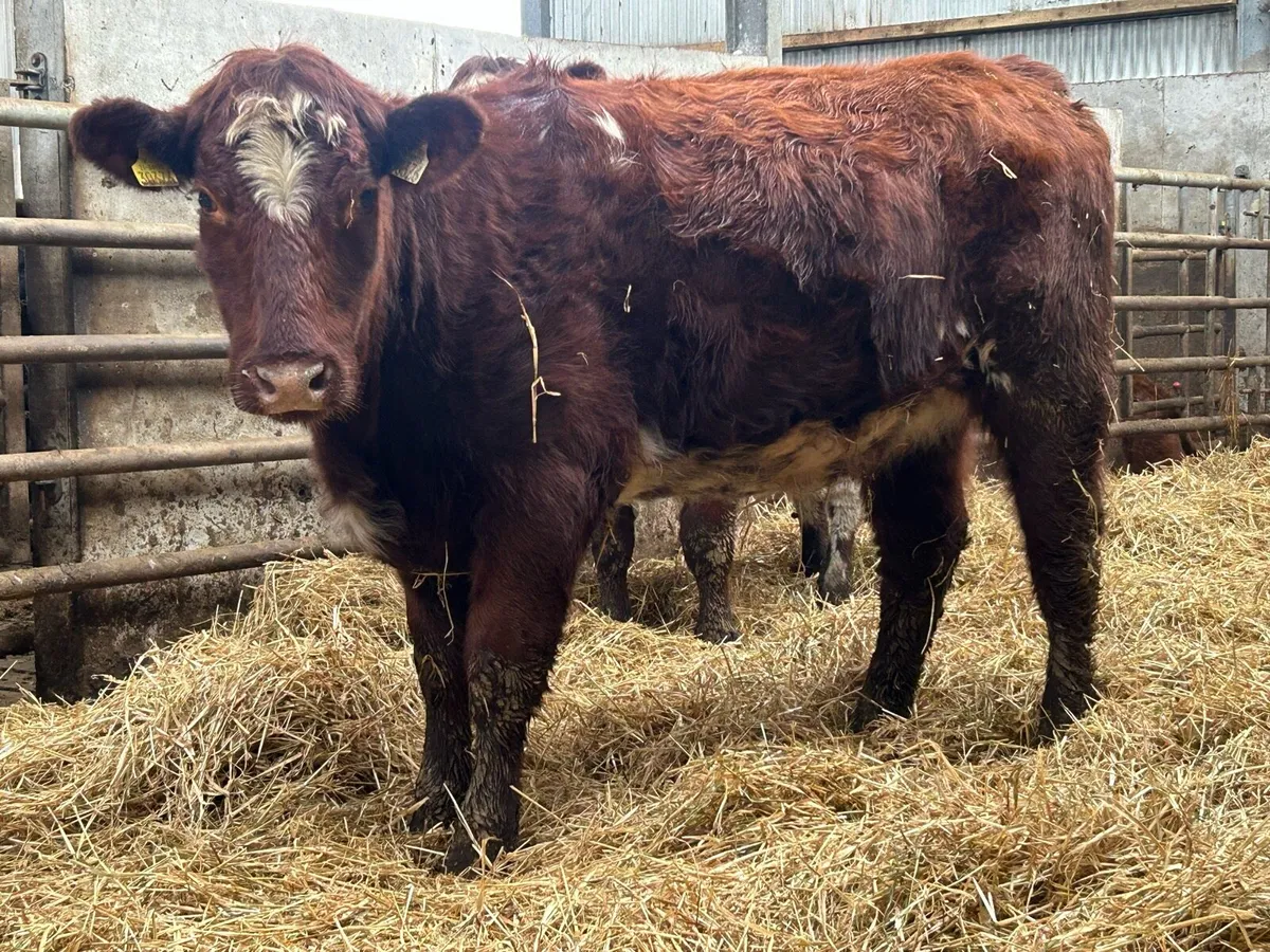 5 star ⭐⭐️⭐️⭐️⭐️ incalf shorthorn heifer - Image 1