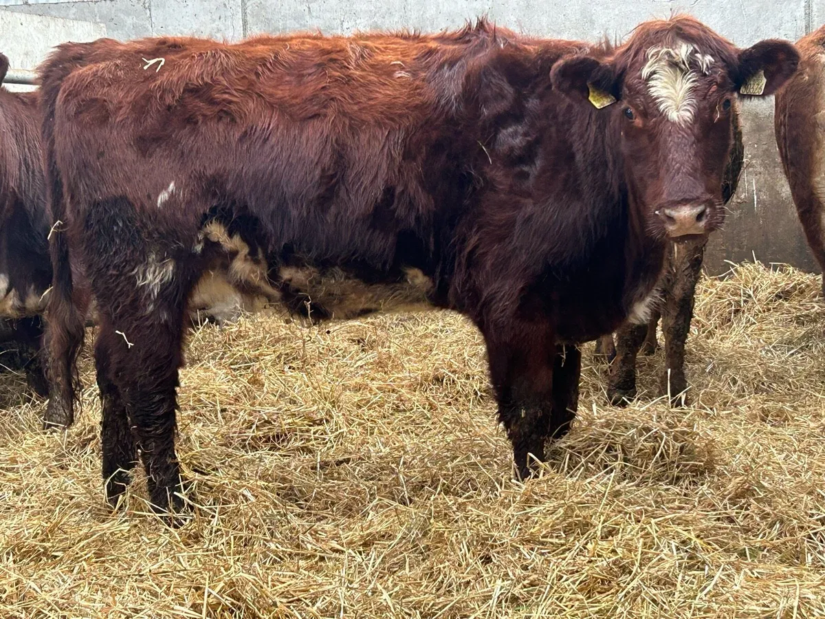 5 star ⭐⭐️⭐️⭐️⭐️ incalf shorthorn heifer - Image 3