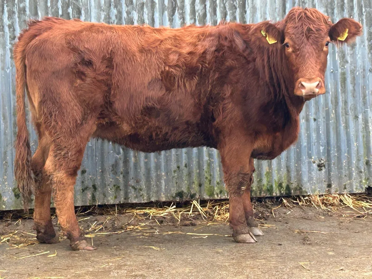 Smashing incalf limousine heifer - Image 1