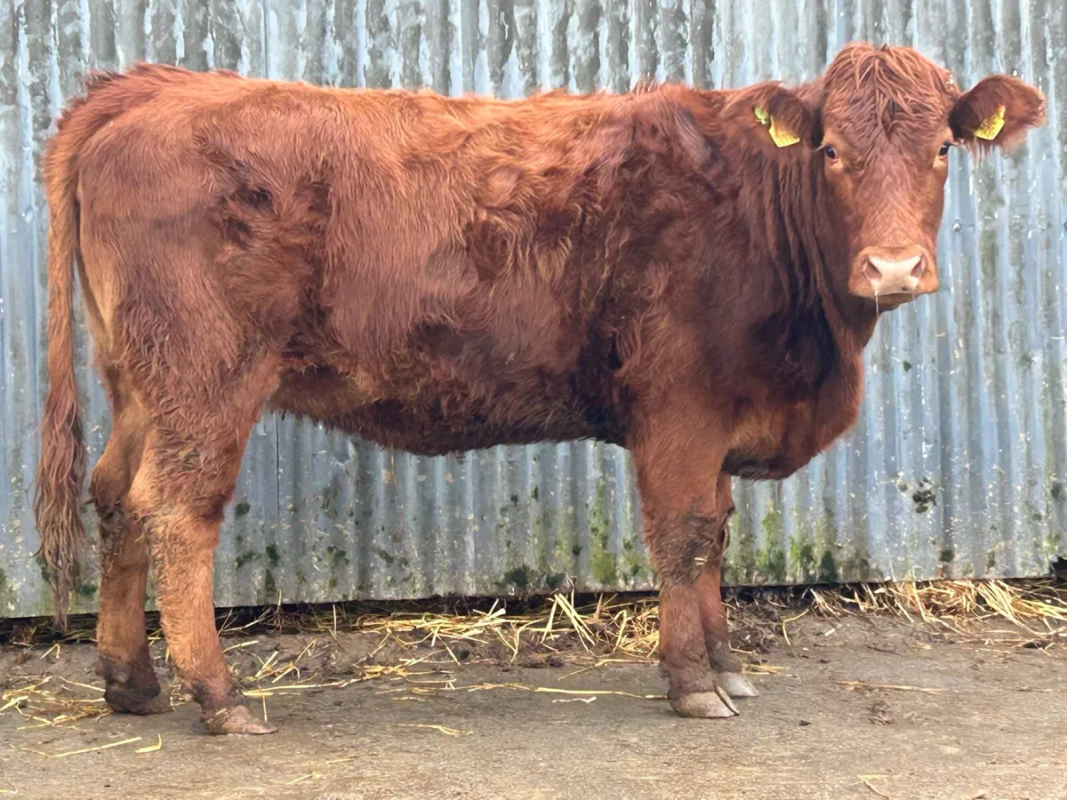 Smashing incalf limousine heifer - Image 2