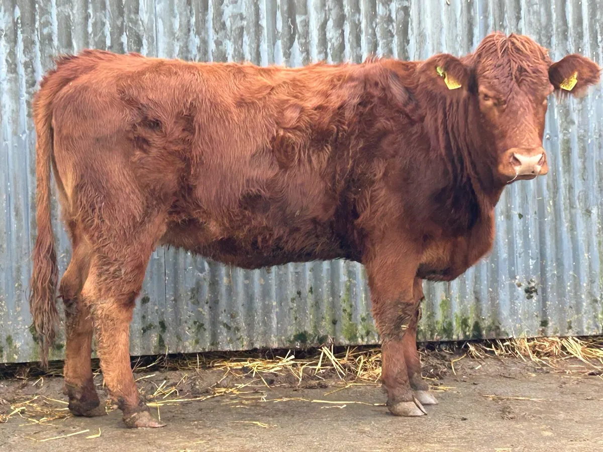 Smashing incalf limousine heifer - Image 4