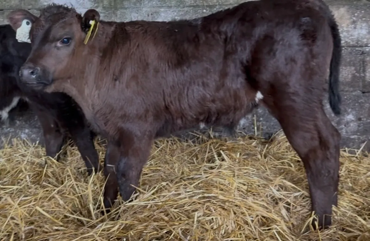 5 serious Lim and AA bull calves - Image 4