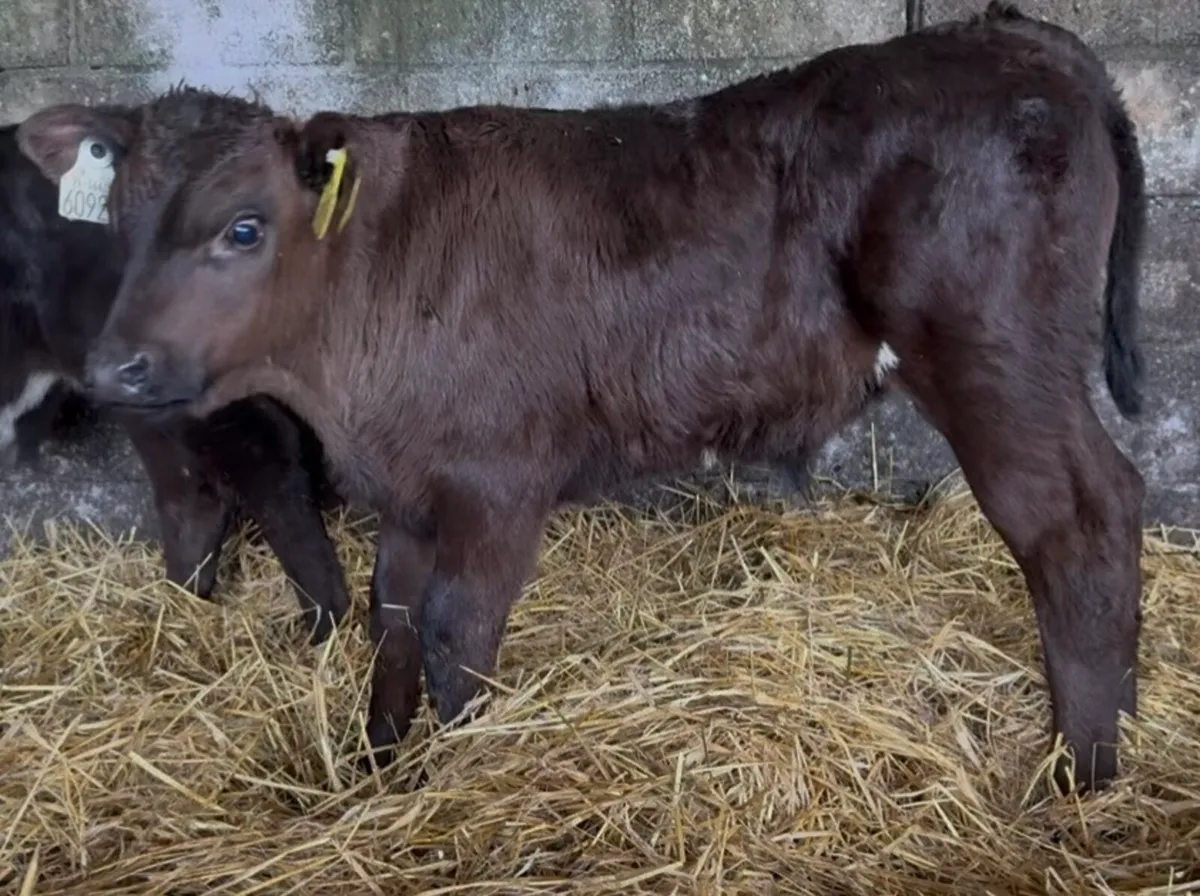 5 serious Lim and AA bull calves - Image 1