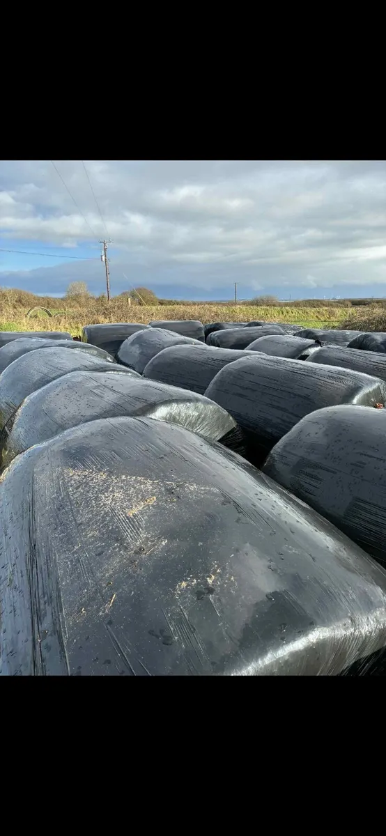 Silage bales - Image 1