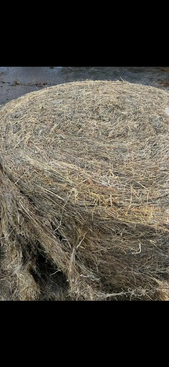 Silage bales - Image 4