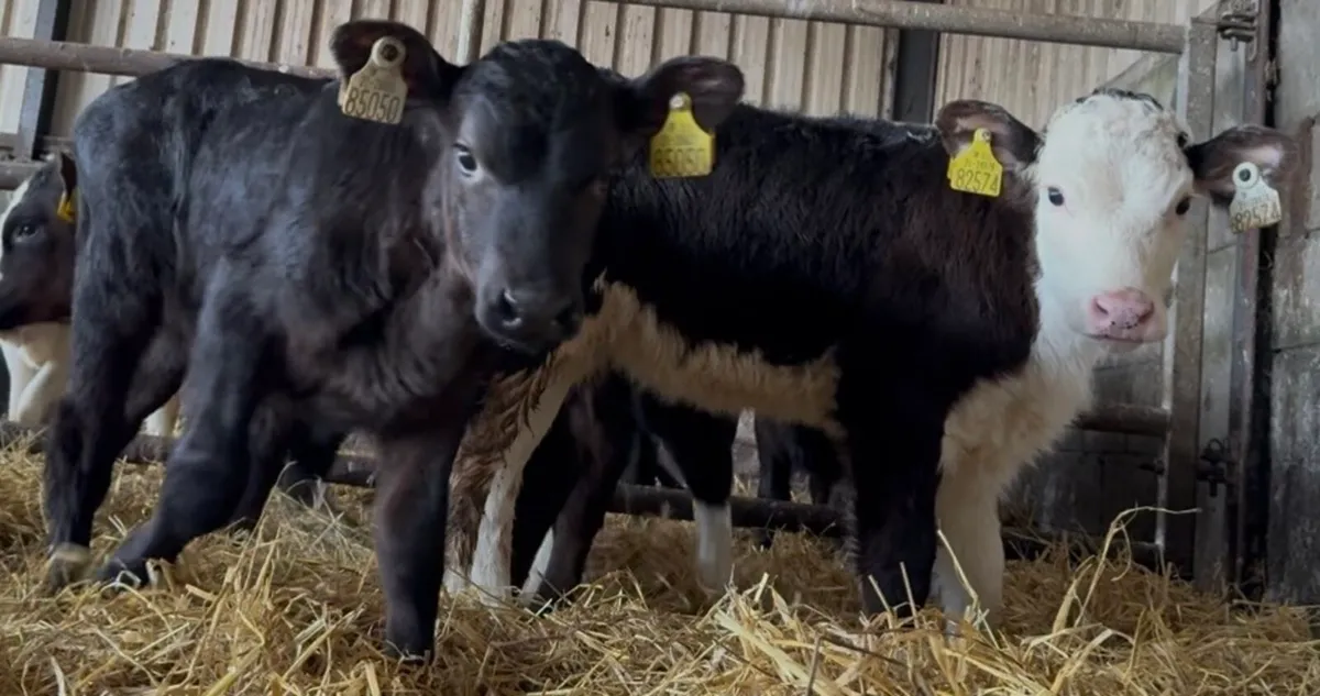 Super Hereford and aa heifers - Image 2