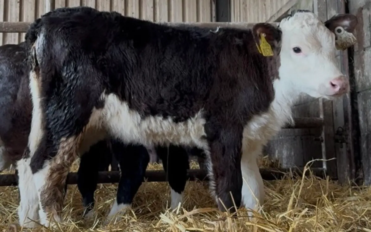 Super Hereford and aa heifers - Image 3