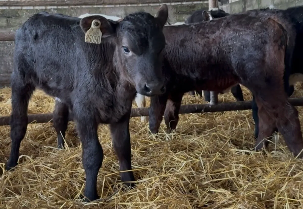Super Hereford and aa heifers - Image 4