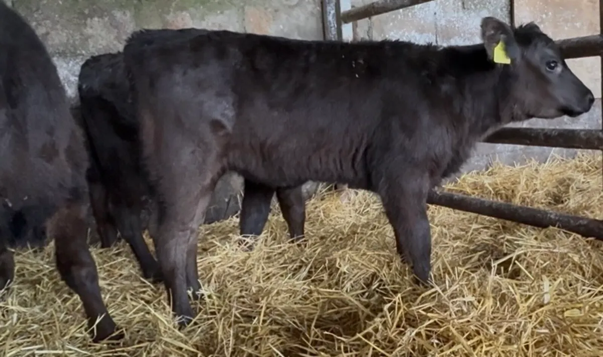 Super Hereford and aa heifers - Image 3
