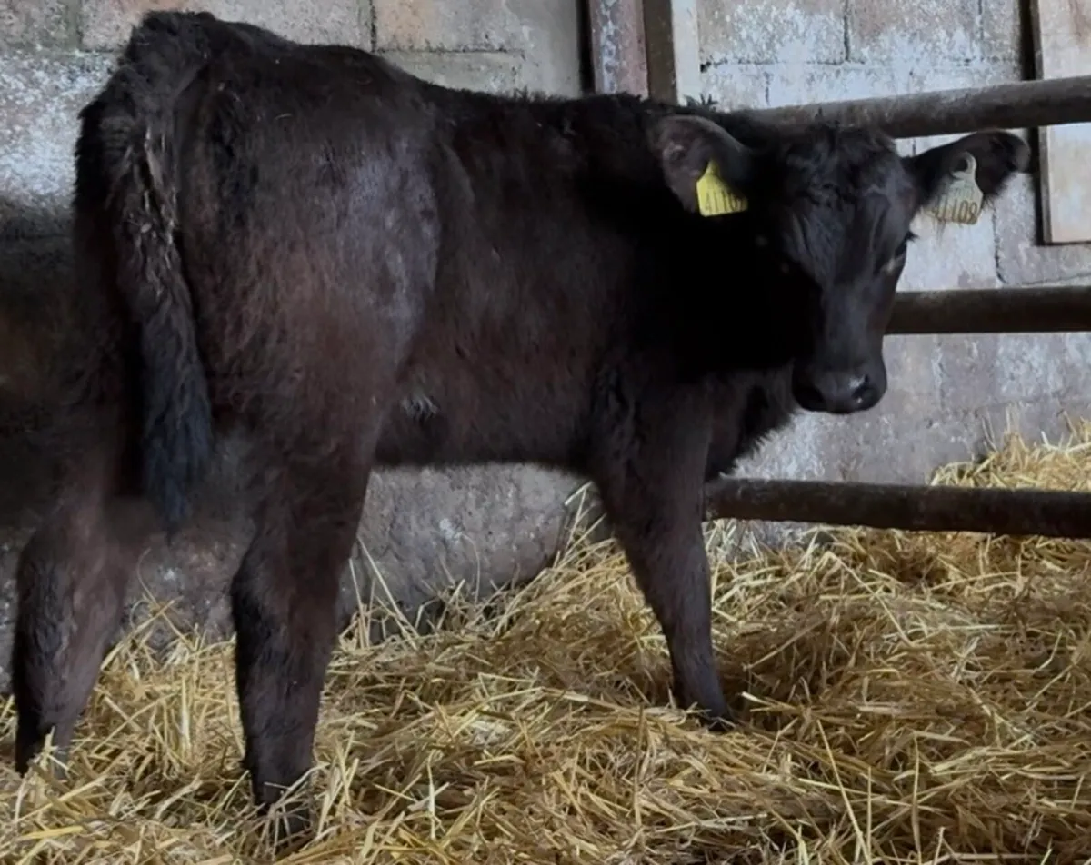 Super Hereford and aa heifers - Image 2