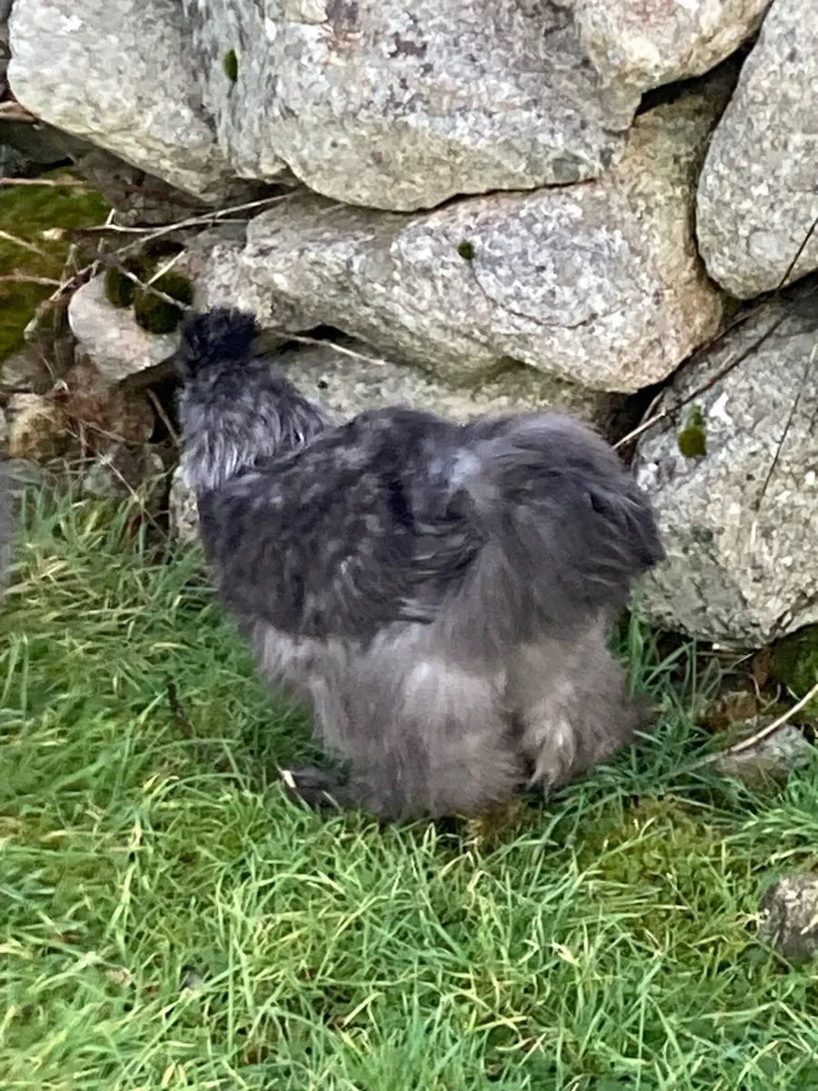 Silkie cockerels - Image 2