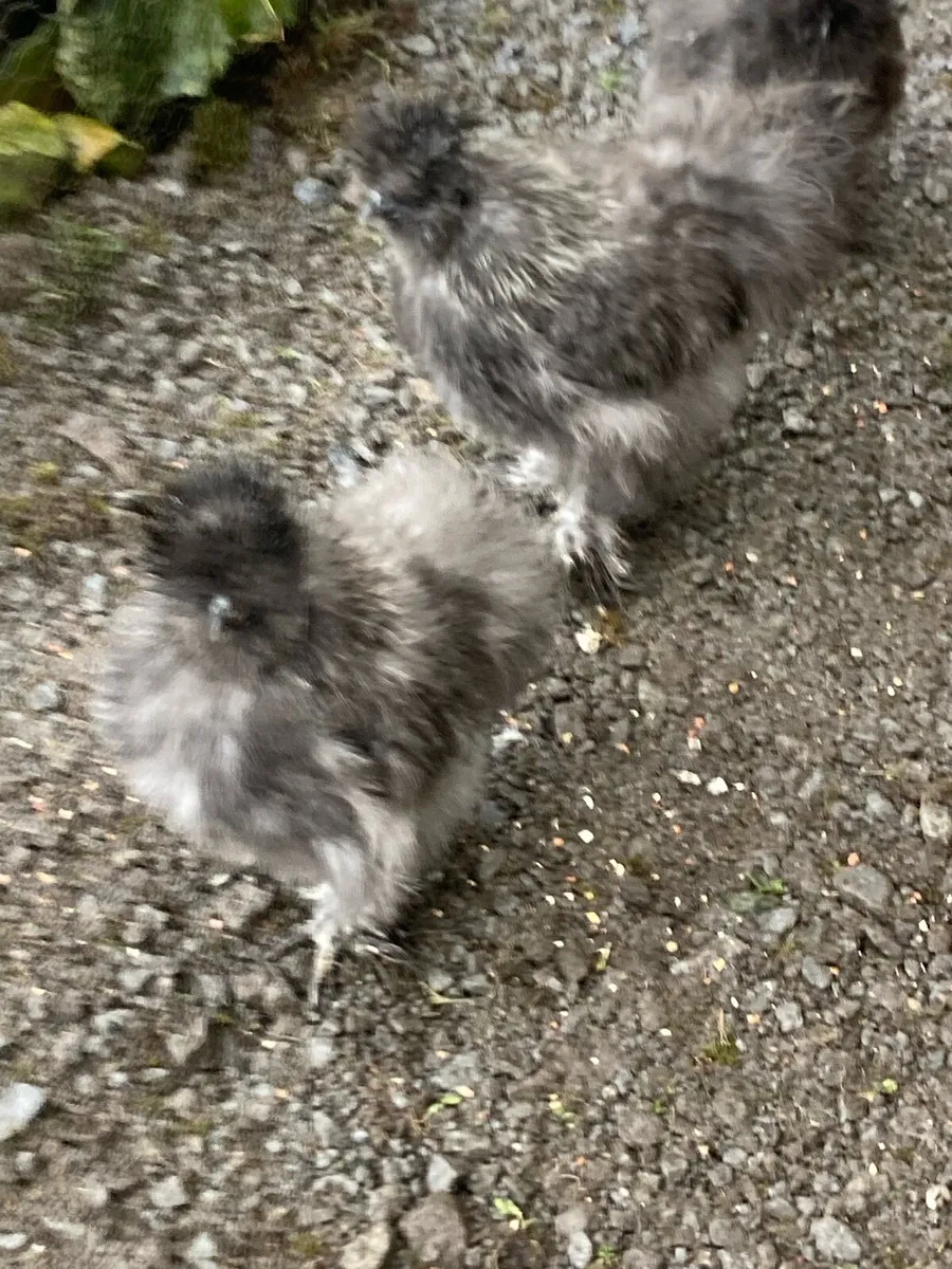 Silkie cockerels - Image 3