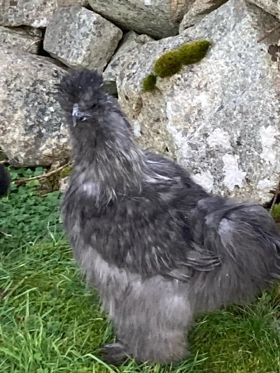 Silkie cockerels - Image 4