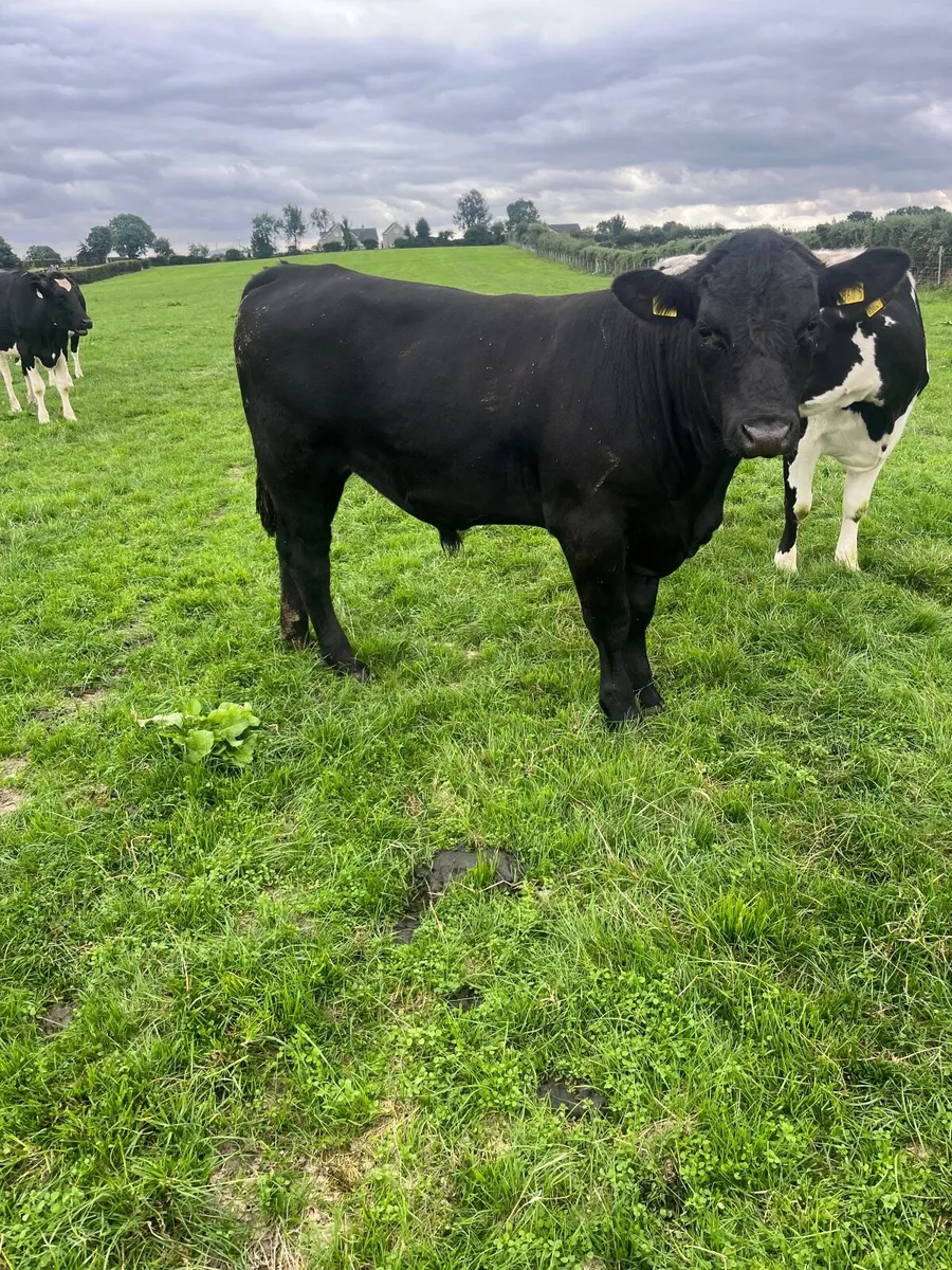 Incalf Hol/Frisian heifers - Image 2