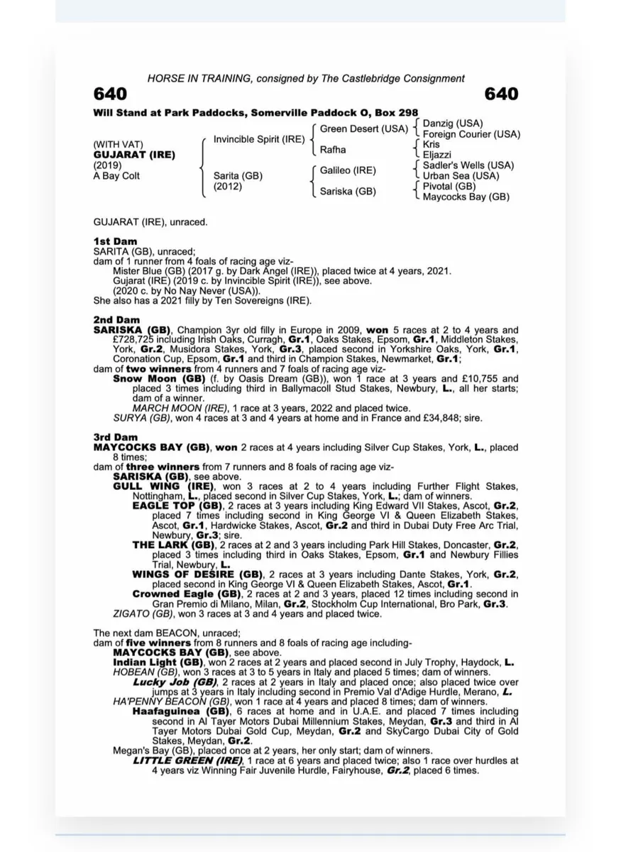 7yo TB Gelding - Image 3