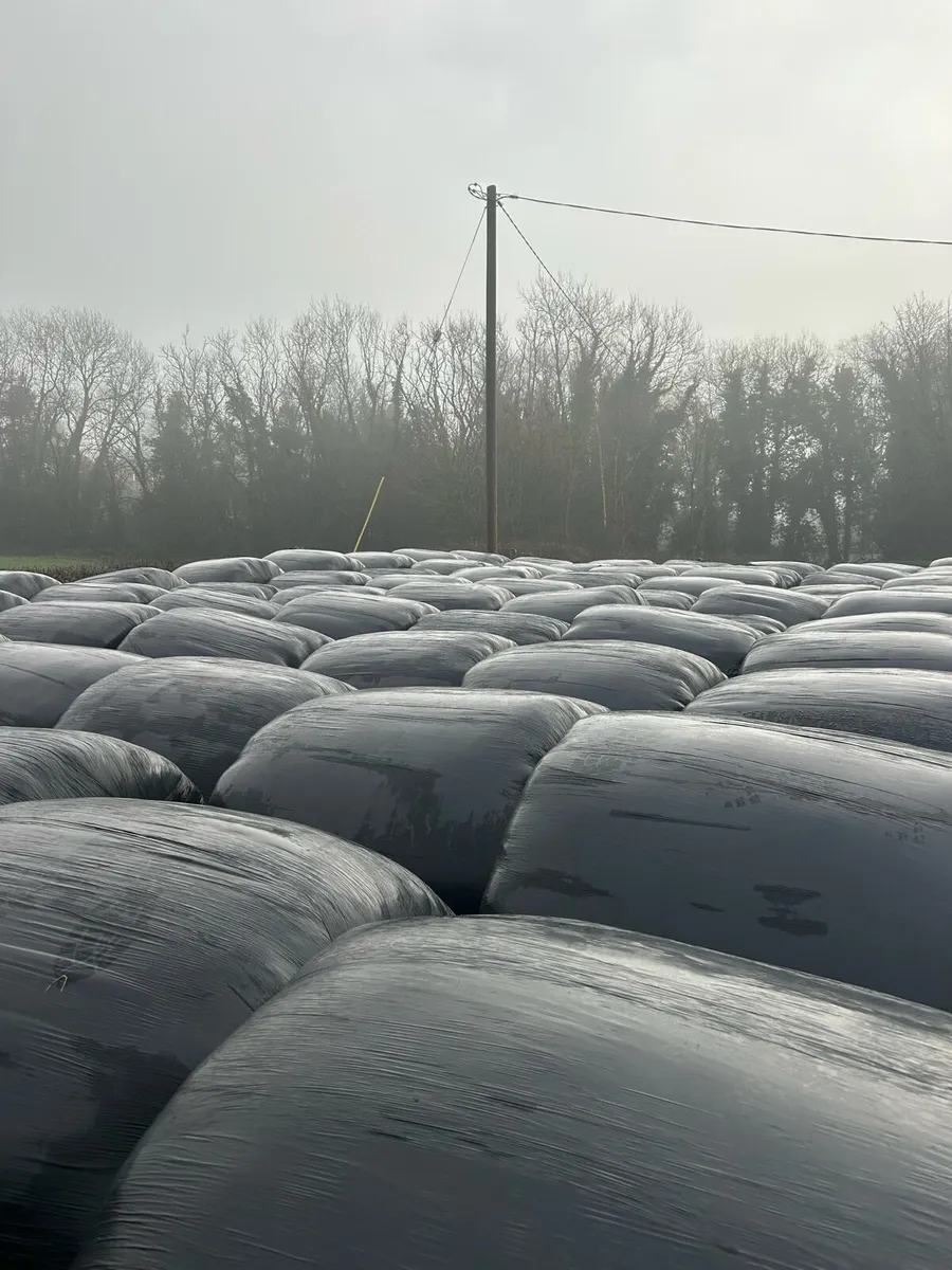 1st cut round silage bales - Image 4