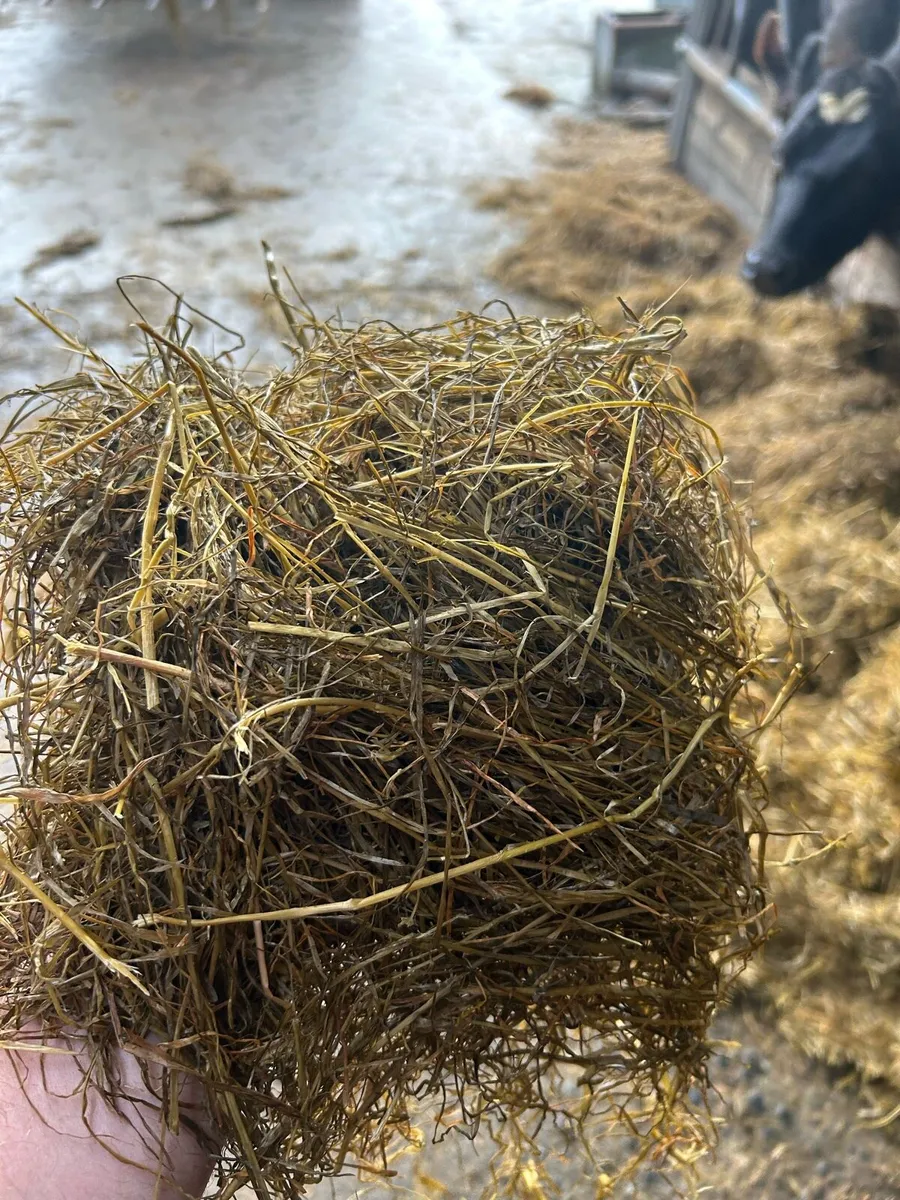 1st cut round silage bales - Image 2