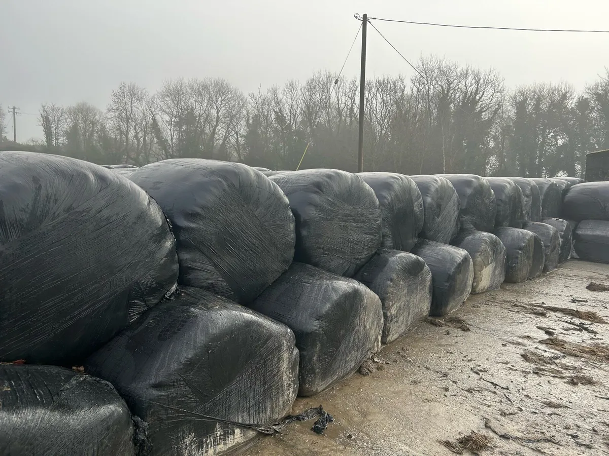 1st cut round silage bales - Image 3