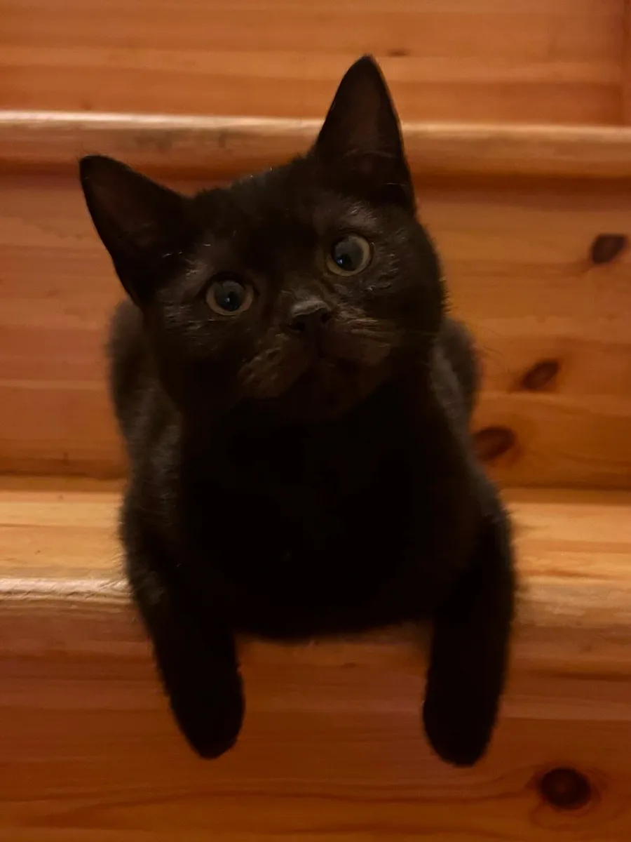 Affectionate cross-bred kittens - Image 1