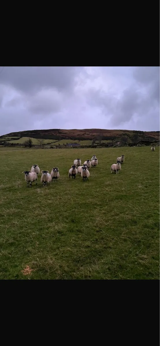 In lamb ewes - Image 1
