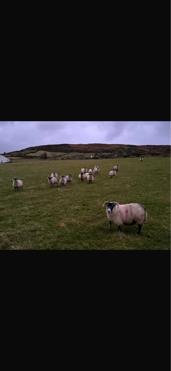 In lamb ewes - Image 2