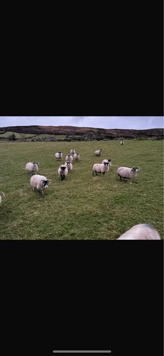 In lamb ewes - Image 3