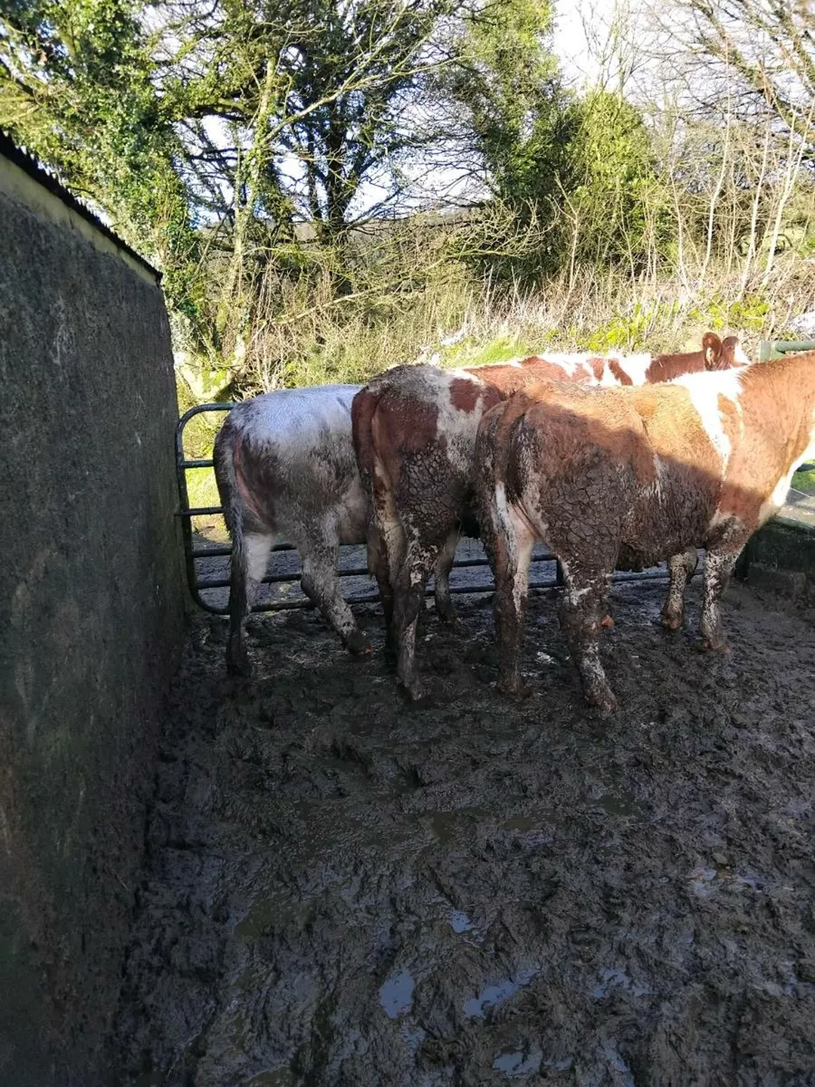 Super breeding heifers - Image 1