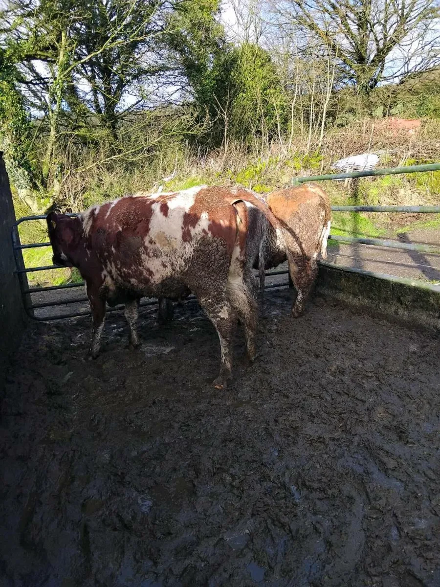 Super breeding heifers - Image 4