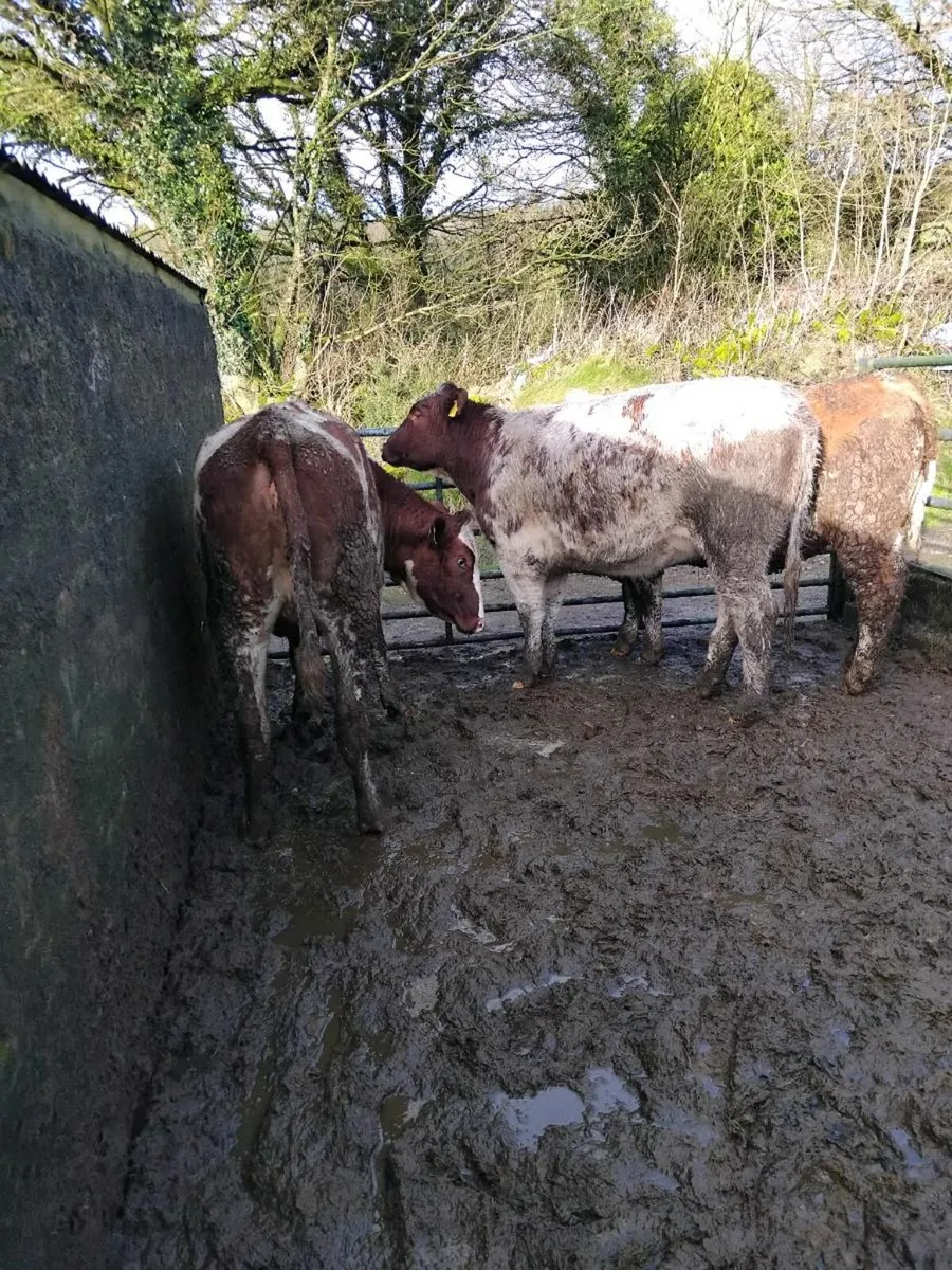 Super breeding heifers - Image 2