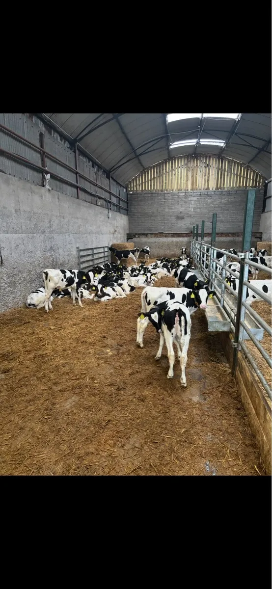 Holstein Pedigree Heifer Calves - Image 2