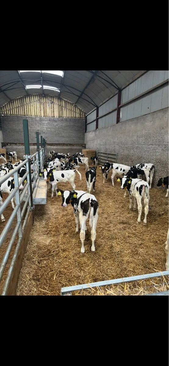 Holstein Pedigree Heifer Calves - Image 1