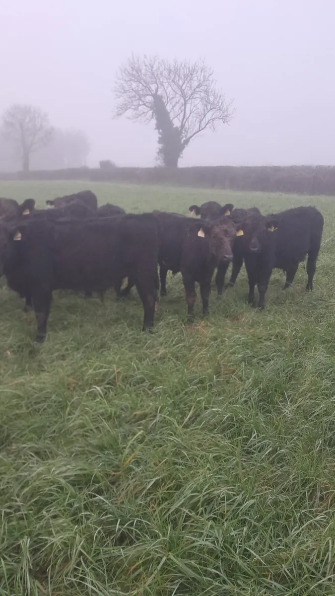 Angus weanlings - Image 2