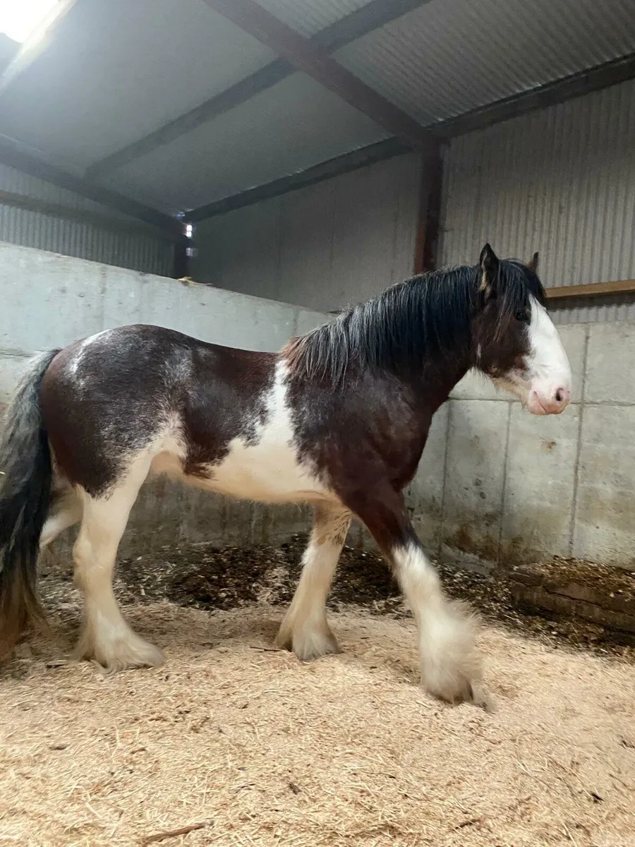 3year old full horse - Image 3