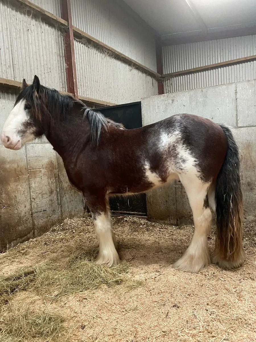 3year old full horse - Image 4