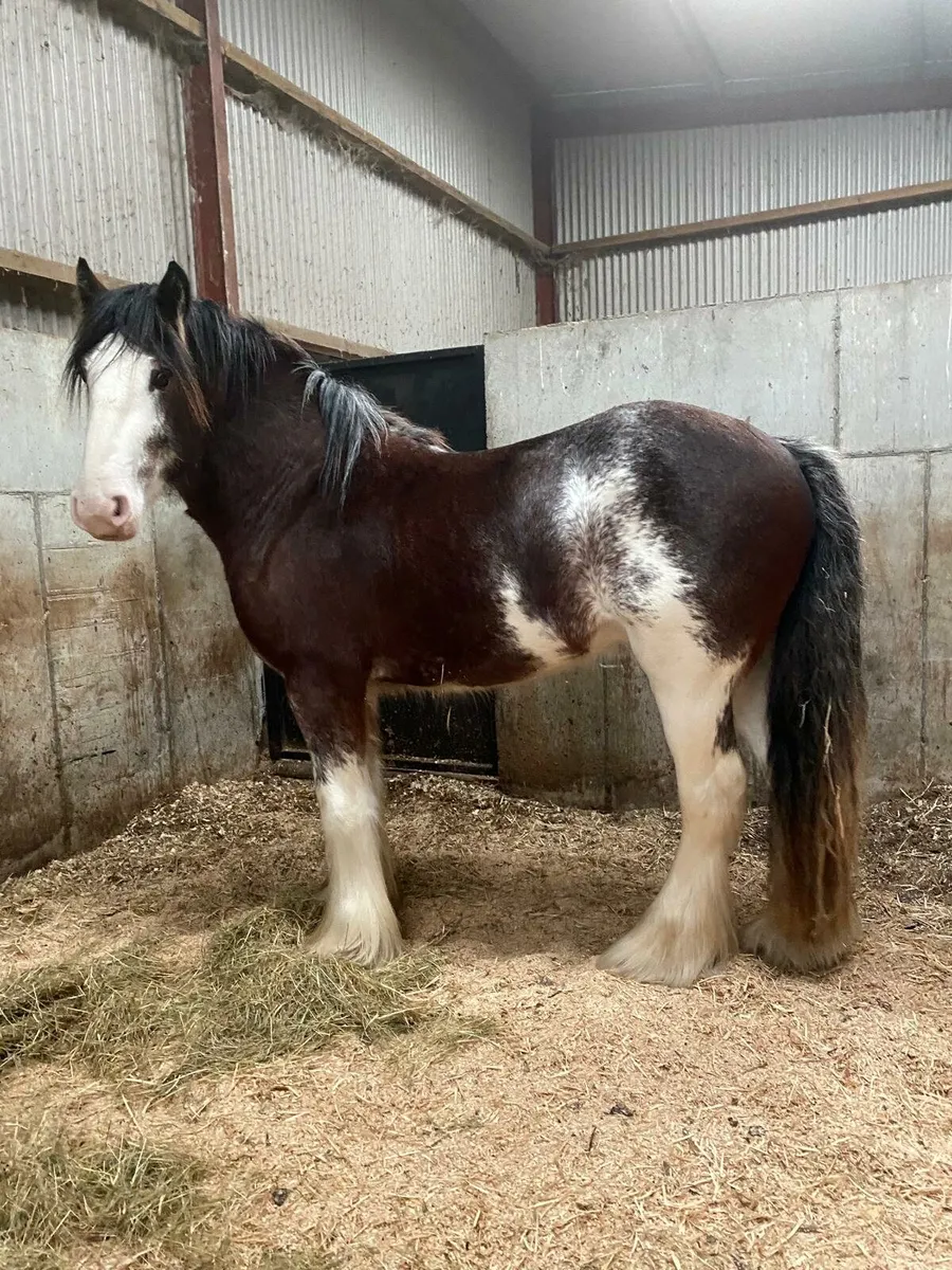 3year old full horse - Image 1